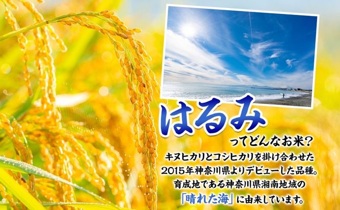茅ヶ崎市産 はるみ 無洗米 10kg 5kg×2 特A 甘み 粘り つぶ感 しっかり ふっくら つやつや 冷めても美味しい 白米 精米 神奈川県産 お米 米 コメ こめ 大竹農園 神奈川県 茅ヶ崎市