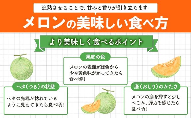 《2026年分受付中》とろける食感と甘い香り北海道三笠メロン2玉入（2.6kg以上）【0100103】