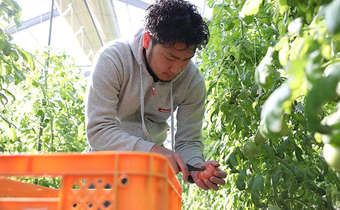 HOSONOFARMプレミアムミニトマト「スピカ」1kg 野菜 