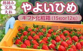 【1月中旬～4月上旬発送】やよいひめ いちご 朝摘み 完熟 大粒 ギフト化粧箱 15粒or12粒 茨城県常総市産 | 苺 イチゴ ※2026年1月中旬～4月上旬頃に順次発送予定