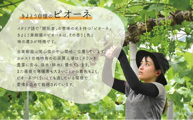 【2026年先行予約】訳あり ピオーネ /約2.0kg~ (岡山県産) / ぶどう ブドウ 葡萄 ピオーネ 先行予約 フルーツ 果物 真庭市 フルーツ王国 きよとう果樹園 訳アリ【KF-B068-03】