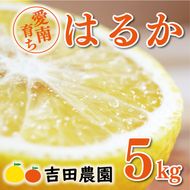 数量限定 順次発送 はるか 5kg 10000円 みかん mikan 蜜柑 ミカン 国産 産地直送 農家直送 期間限定 特産品 ゼリー ジュース アイス 等に 人気 限定 フルーツ 果物 柑橘 甘い おいしい ジューシー お取り寄せ ギフト プレゼント サイズ ミックス 愛南町 愛媛県 吉田農園