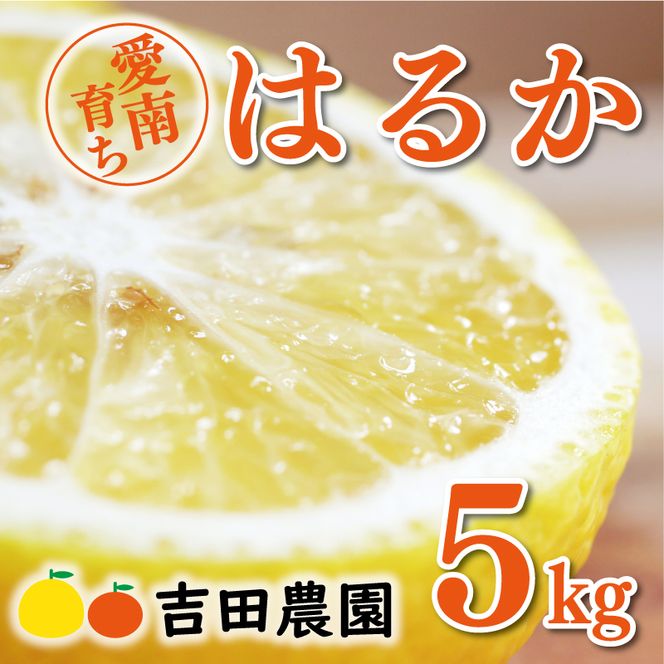 数量限定 順次発送 はるか 5kg 10000円 みかん mikan 蜜柑 ミカン 国産 産地直送 農家直送 期間限定 特産品 ゼリー ジュース アイス 等に 人気 限定 フルーツ 果物 柑橘 甘い おいしい ジューシー お取り寄せ ギフト プレゼント サイズ ミックス 愛南町 愛媛県 吉田農園