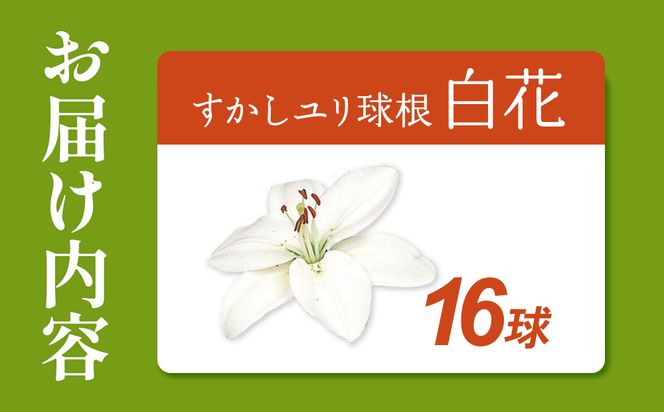 【期間限定】ユリ球根 すかしユリ 白花16球 送料無料 白