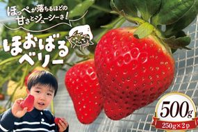 AJ437 【2025年12月発送開始】 いちご ほおばるベリー 約 500g ( 250g 2パック ) [ 苺 イチゴ 500g 甘い あまい おいしい ブランド フルーツ 果物 出田農円 長崎県 島原市 ] 