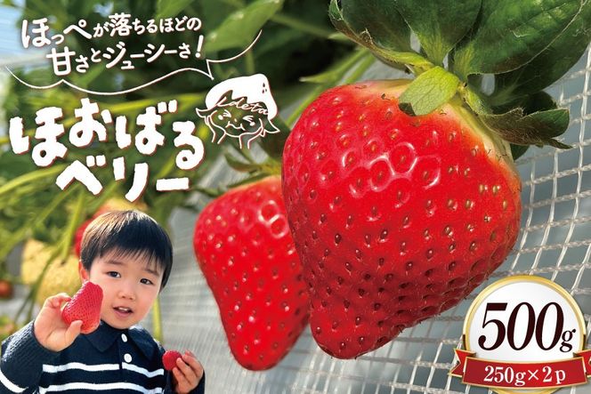 y茧szAJ437 y2025N12Jnz  ق΂x[  500g ( 250g 2pbN ) [  C`S 500g Â ܂  uh t[c ʕ oc_~ 茧 s ]