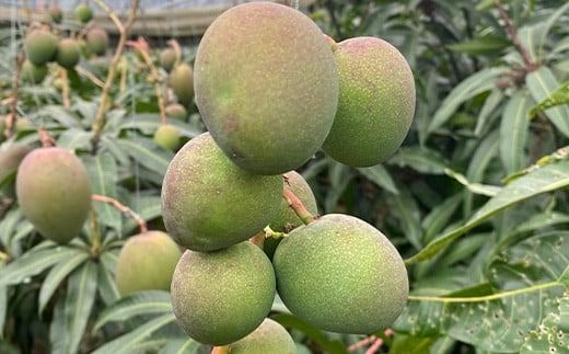 【先行予約】【数量限定】石垣島産ミニマンゴー 【マンゴー ミニマンゴー フルーツ 沖縄県 石垣市 沖縄県石垣市 トロピカル デザート 産地直送 旬 石垣島産 マンゴー 完熟マンゴー 】HI-4