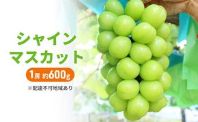 ぶどう 2026年 先行予約 シャインマスカット 1房 約600g ブドウ シャイン マスカット 葡萄 岡山 国産 フルーツ 果物