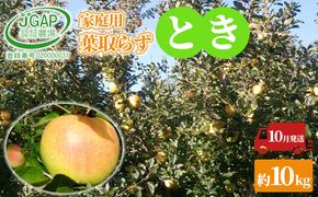 10月発送 家庭用 葉取らず とき 約10kg【訳あり】【鶴翔りんごGAP部会 青森県産 津軽産 リンゴ 林檎】 果物類 希少 完熟 JGAP認証 安心 丸かじり 甘い 高糖度 