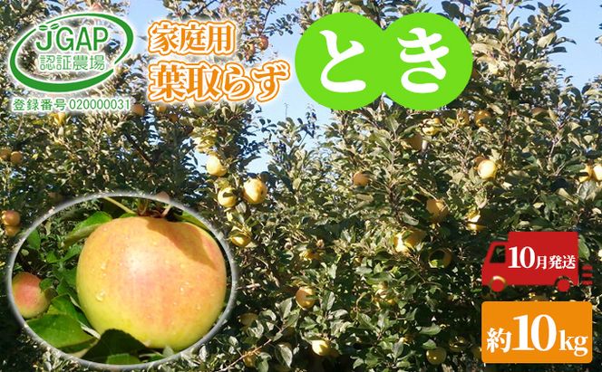 10月発送 家庭用 葉取らず とき 約10kg【訳あり】【鶴翔りんごGAP部会 青森県産 津軽産 リンゴ 林檎】 果物類 希少 完熟 JGAP認証 安心 丸かじり 甘い 高糖度 