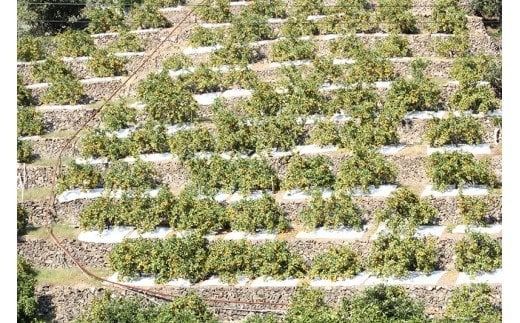 【先行予約受付】高級ブランド田村みかん　10kg　大玉サイズ ※2026年11月下旬～2027年1月下旬頃に順次発送予定(お届け日指定不可)みかん 柑橘類 【uot716】