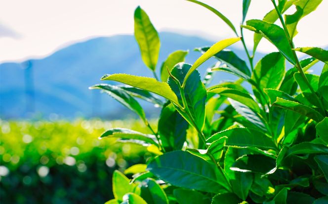 【先行予約・数量限定】玉露 4パック 一番茶の最高峰「玉露」 プレミアム・レアな美味しさ  創業130年を超える老舗  豊田宗平商店 【玉露抹茶 玉露抹茶ラテ 抹茶フラペチーノ 玉露ラテカスタム 高級日本茶 産地直送 老舗 三重県 四日市市】