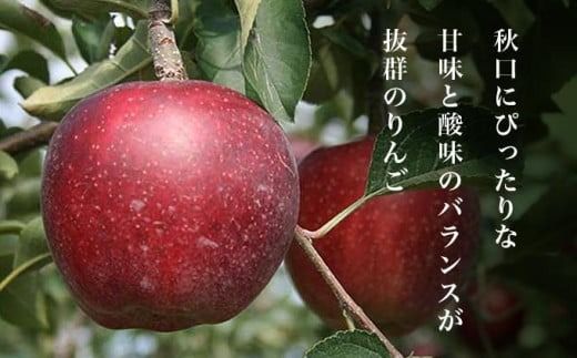 秋映 約5kg 12～18玉 ［小布施屋］ りんご 林檎 リンゴ 果物 フルーツ 令和7年産【2025年10月発送】［A-206］