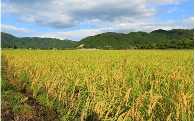 【令和7年産】 真庭市産コシヒカリ 米ぬか 牡蠣栽培米 『 一心良米 』 無洗米 5kg / お米 いっしんりょうまい 岡山県 こしひかり 人気 ブランド 2025年産 【tkns011-01-cho】