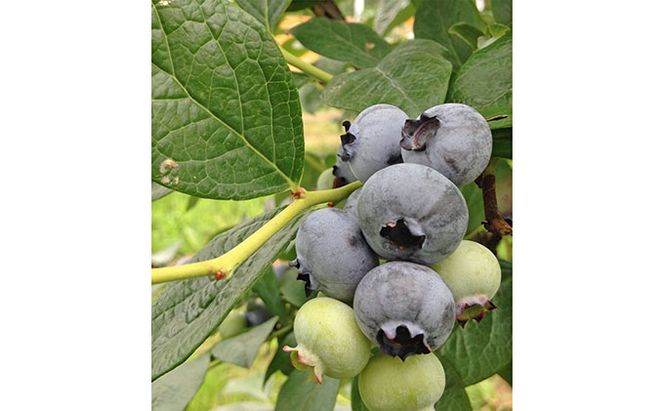 フルーツジャム 150g×3種セット ブルーベリー リンゴ アップル フルーツ 果物 ジャム セット北海道 仁木町 [峠のふもと紅果園]