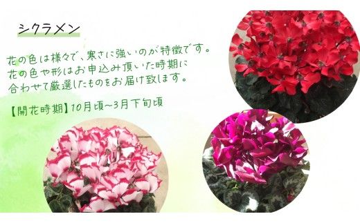 シクラメン 「大サイズ」【 おまかせ 1点 】 ガーデニング 花 はな フラワー 鉢 鉢植え 常温 ギフト プレゼント 贈り物 贈答 牛久市 確実園 [BG008us]