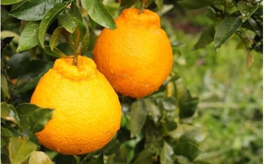 ＼ みかんの名産地 和歌山県産／ 農家直送 不知火 約5kg(18～24玉) ひとつひとつ手選別で厳選【2026年2月中旬～3月下旬ごろに順次発送予定】【hdm002A】