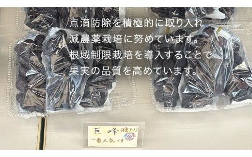 【 藤澤ブドウ園 】 旬 の おすすめ セット 約2.5kg 2026年産 先行予約 ぶどう 葡萄 巨峰 高級 シャインマスカット[AH001ci]