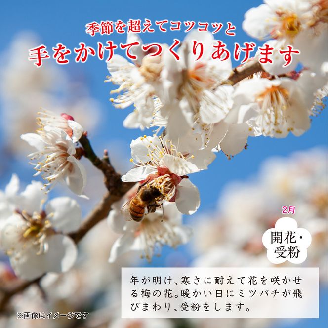 紀州南高梅つぶれ梅（はちみつ漬）と手作り金山寺みそ 各400g [AJ11] 303446_DY90011