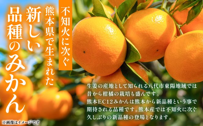 【先行予約】 八代市東陽町産の 「熊本EC12みかん」 約3kg みかん 柑橘 フルーツ 果物 果実 ミカン 蜜柑 熊本県 八代市 【2026年12月上旬より順次発送】