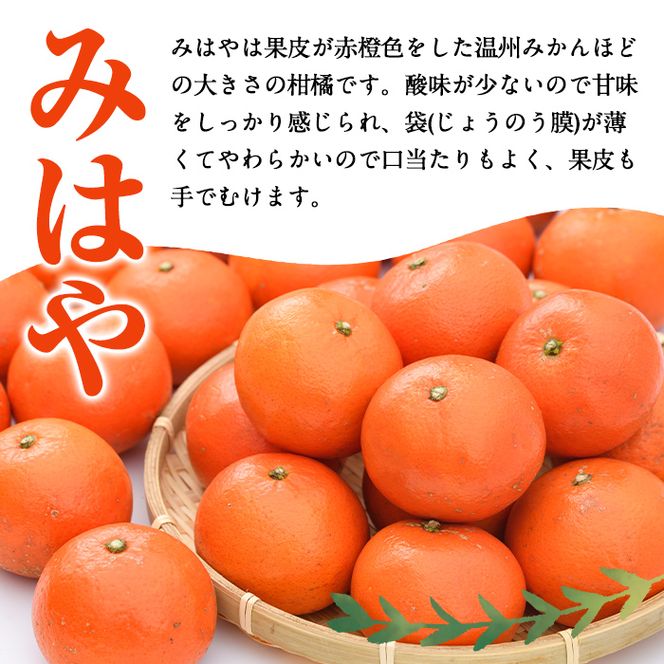 ＜先行予約受付中！2026年12月以降順次発送予定＞＜数量限定・訳あり＞みはや(約5kg) 国産 鹿児島県 阿久根市 果実 果物 フルーツ 柑橘 みかん ミカン デザート 酸味 甘味 期間限定 数量限定【桐野柑橘株式会社】akn070-01