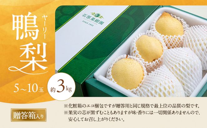 梨 2026年 先行予約 鴨梨（ヤーリー）5～10玉 合計約3kg 贈答箱【11月下旬～12月中旬頃発送】 ナシ なし 岡山県産 国産 フルーツ 果物 ギフト 石原果樹園 