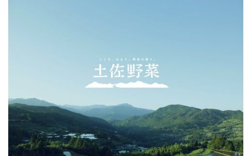 【3回定期便】【土佐野菜】旬の野菜詰め合わせ10～13品目【株式会社SIMA】 [BQAZ003]