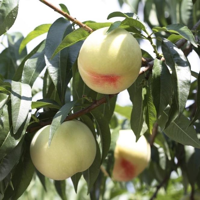 桃 2026年 先行予約 清水白桃 6～8玉 約1.5kg 化粧箱入り 岡山県 赤磐市産 果物 フルーツ 白桃 もも モモ