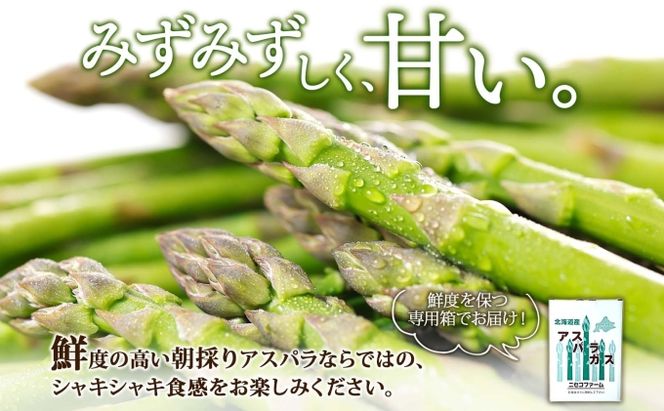 【 2026年 発送 】 北海道産 グリーン アスパラガス 約 900g 2L アスパラガス アスパラ 旬 朝採り 野菜 新鮮 野菜 お取り寄せ 産地直送 産直 野菜 農作物 詰め合わせ アスパラ 国産 野菜 しりべしや 