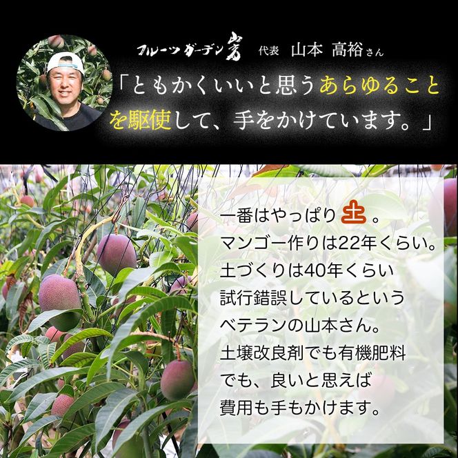 かおる・とろける！土佐マンゴー(2～5個)×４箱