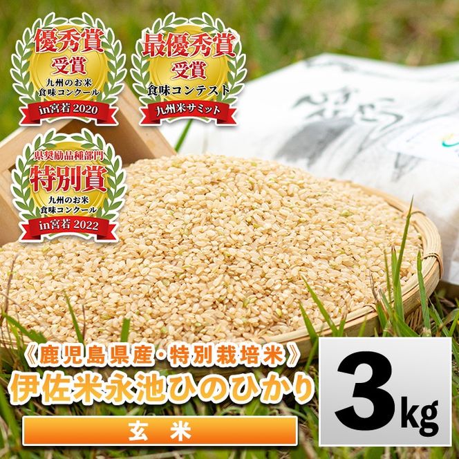 isa535 令和7年産 特別栽培米 永池ひのひかり玄米(3kg) 鹿児島 永池 お米 米 玄米 伊佐米 九州米サミット 食味コンテスト 最優秀賞受賞 ヒノヒカリ 【エコファーム永池】
