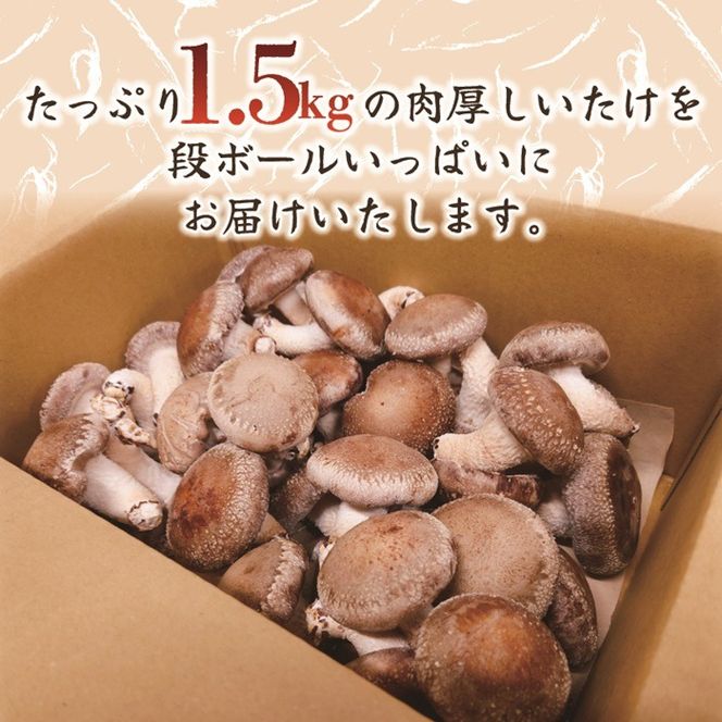 【5月～11月発送】 訳あり 不揃い 生しいたけ 1.5kg 生 しいたけ シイタケ 冷蔵 配送 椎茸 大ぶり 食べ応え 厚い 肉厚 うまみ 栽培期間中 農薬不使用