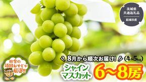 田舎の頑固おやじが厳選！シャインマスカットはこれだっぺセット6～8房入り【2026年8月から発送開始】 （茨城県共通返礼品 [ぶどう]：結城市産)  ギフト フルーツ 果物 ぶどう 葡萄 [BI44-NT]