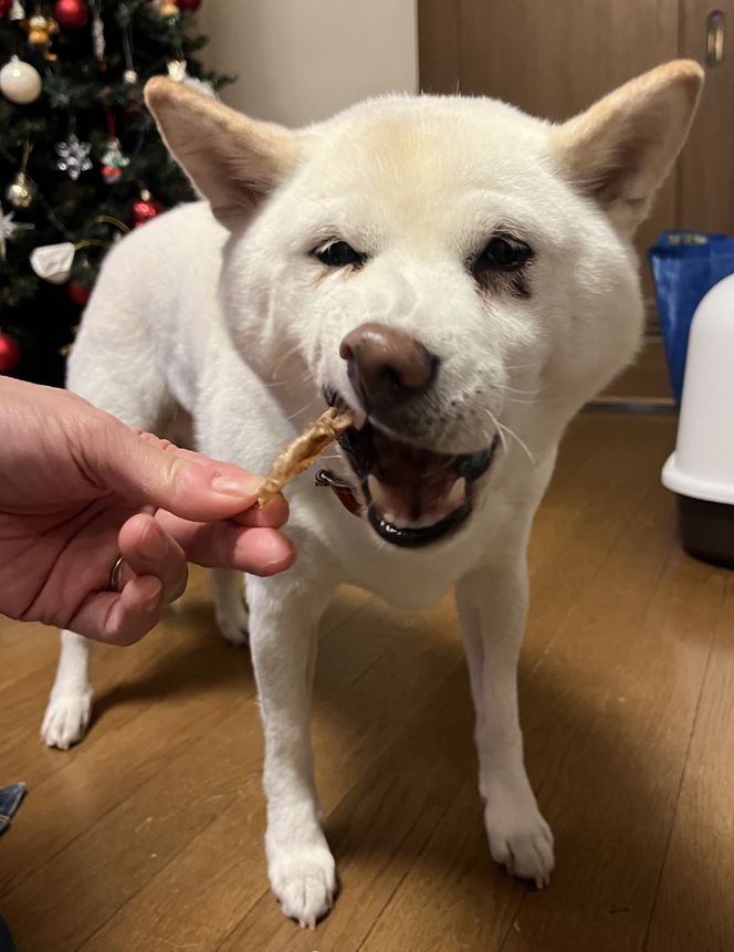 愛犬のおやつ 牛たん皮 40ｇ×6個入り 無添加 無着色 安心 国内生産 愛犬 おやつ ワンちゃん わんこ 喜ぶ ジャーキー SDGｓ H160-016