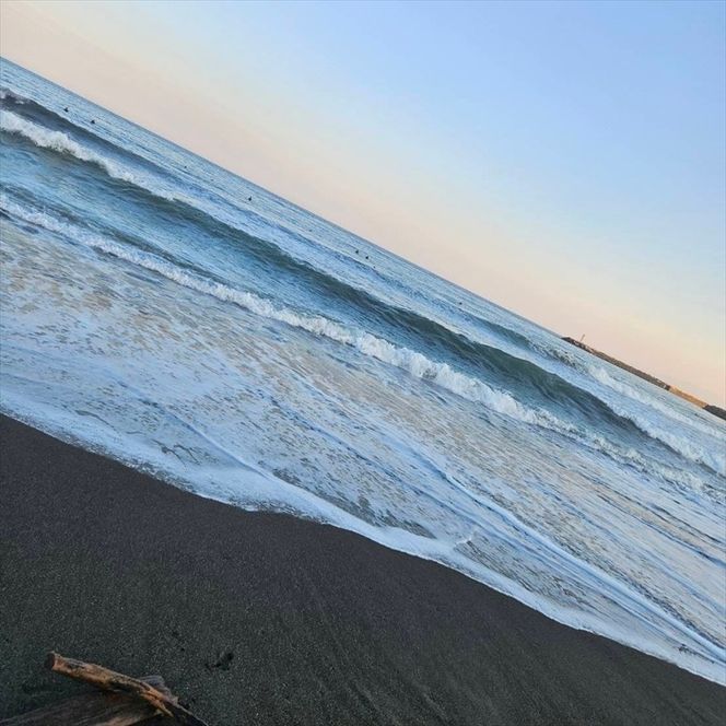 159-2055-02　セダム（多肉植物） 寄せ植えキッド：3個セット 【 神奈川県 大磯町 】