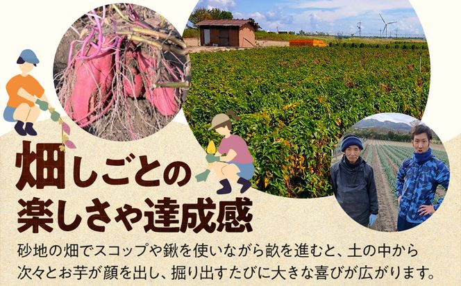 1284.【要予約 大人1名様用】北栄町 お芋収穫体験　長芋・ねばりっこ・とっくり芋・里芋・さつまいも　掘ったお芋5kg付き 313726_BW021