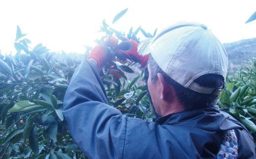 ＼光センサー選別／ 【訳あり】ちょこっと訳あり不知火デコポン 約5kg【ご家庭用】 先行予約 訳あり デコポン みかん ※2026年2月中旬より順次発送予定（お届け日指定不可）【nuk120D】