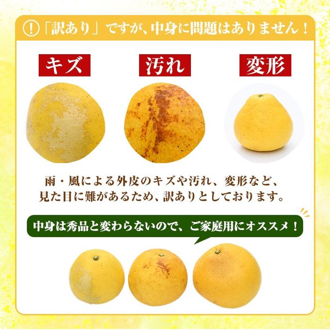 訳あり！まなべみかん園のサワーポメロ (約9.5kg) 国産 鹿児島県産 阿久根市産 柑橘類 みかん ミカン 蜜柑 果物 フルーツ サワーポメロ 期間限定 数量限定 デザート 訳アリ 【有限会社まなべみかん園】akn034-08