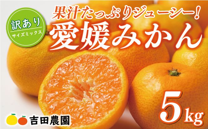 先行予約 訳あり 愛媛みかん 5kg 10000円 愛媛 みかん 温州みかん こたつ みかん mikan 蜜柑 ミカン 家庭用 産地直送 国産 農家直送 糖度 期間限定 数量限定 特産品 ゼリー ジュース アイス 人気 限定 甘い フルーツ 果物 柑橘 先行 事前 予約 受付 ビタミン 美味しい おいしい サイズ ミックス 吉田農園 愛南町 愛媛県