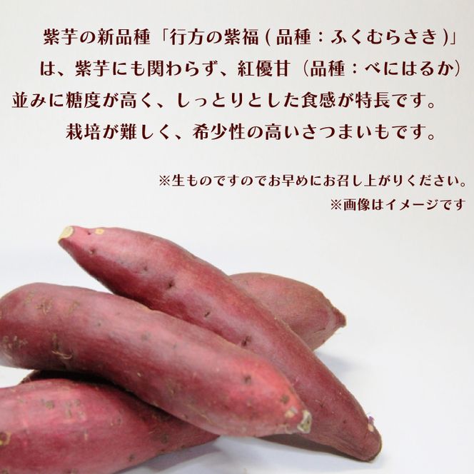 【2026年12月より順次発送】【訳あり】行方かんしょ「行方の紫福」さつまいも約10kg（洗い・不揃い・C品）｜さつまいも サツマイモ さつま芋 お芋 行方の紫福 訳あり わけあり 訳アリ 行方かんしょ 茨城県 行方市(AE-113)