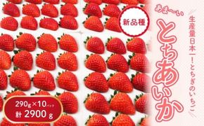 【先行予約】【数量限定】とちあいか 290g×10パック｜いちご イチゴ 苺 先行予約 栃木県 果物 くだもの フルーツ とちあいか 新鮮 贈答 ギフト 食べ比べ 真空パック ※2025年11月上旬頃より順次発送予定