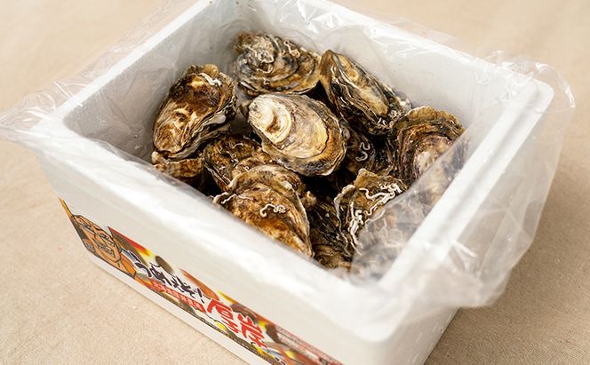 厚岸で産まれ30ヵ月育成 北海道 厚岸産 牡蠣 カキえもん LLサイズ 20個 カキ 