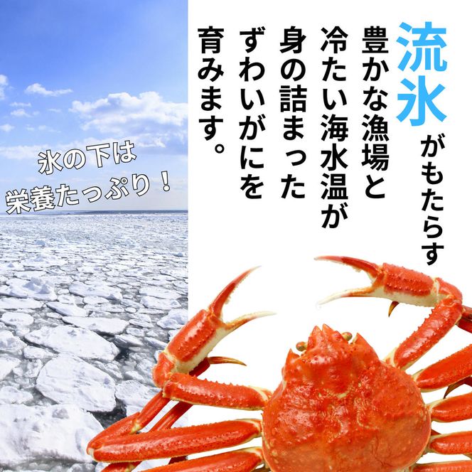 13-397 本ずわいがに姿 1尾 約400g