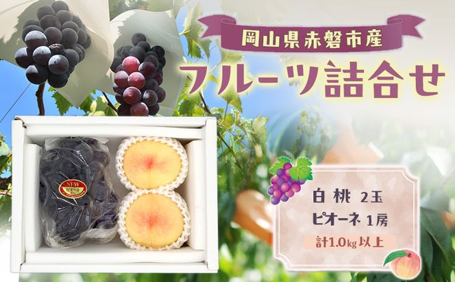桃 ぶどう 2026年 数量限定 岡山 白桃 2玉 ピオーネ 1房 詰合せ 計1.0kg以上