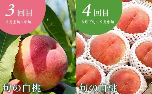 【10回定期便】小布施屋のフルーツ定期便　年10回コース ［小布施屋］ 定期便 頒布会 フルーツ 果物 信州 令和8年産 【2026年6月中旬～2027年2月発送】［E-9］