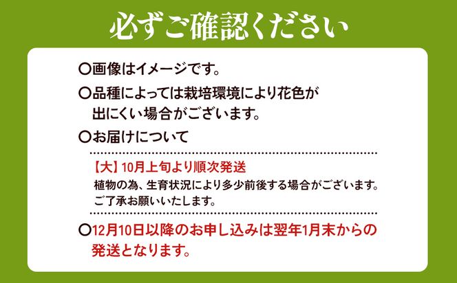 【期間限定】ユリ球根 大球レッドカサブランカ 12球 赤花品種 花 フラワー 園芸 ガーデニング 植物 高品質 送料無料