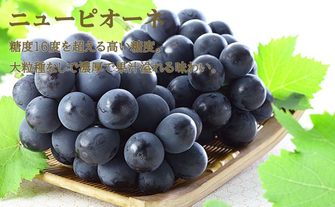 ぶどう 2026年 先行予約 岡山 白桃 エース 2玉×約200g（Lサイズ、早生種・中生種）ニュー ピオーネ 1房約400g  詰め合わせ 岡山県産 フルーツ 