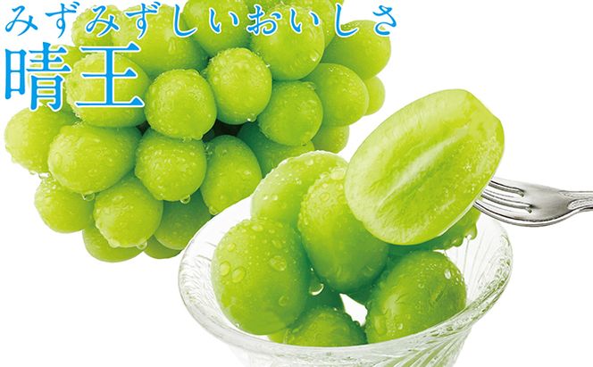 ぶどう 2026年 先行予約 シャイン マスカット 晴王 2房（合計約1kg） ブドウ 葡萄  岡山県産 国産 フルーツ 果物 ギフト デザート 食後 酸味が少ない 産地直送 