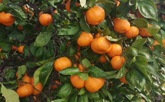 有田みかん 早生みかん 秀品または優品 約5kg S～2Lサイズ混合 としみ農園 	ET01