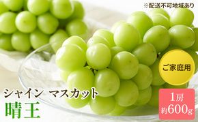 ぶどう 2026年 先行予約 ご家庭用 シャイン マスカット 晴王 約600g×1房 ブドウ 葡萄  岡山県産 国産 フルーツ 果物 太陽 美しい 外観 大粒 高糖度 種なし 皮ごと 弾力 食感 美味しい 